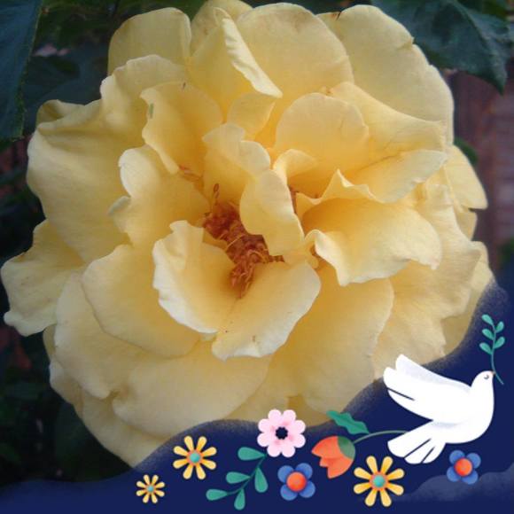 Meet your Posher, Marianne - Picture 1 of 1